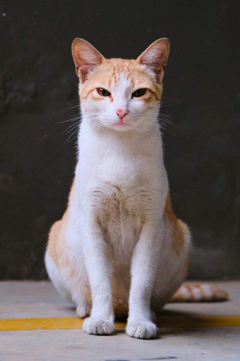 株式会社ねこみらい