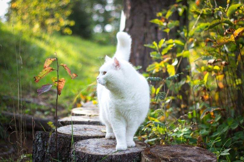 株式会社ねこみらい