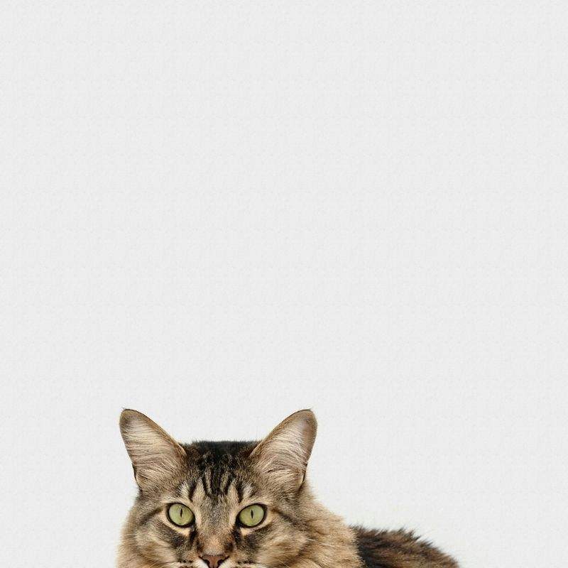 猫用品選びで大切にしたい、やさしい視点