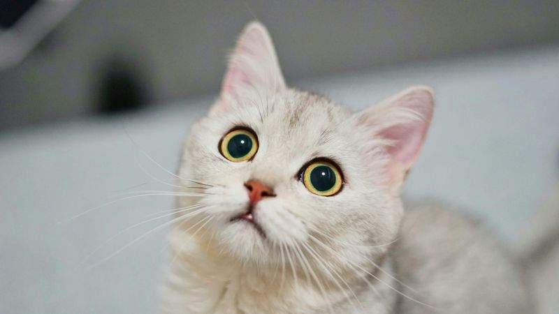 保護猫との出会いを増やす店舗体験の見直し
