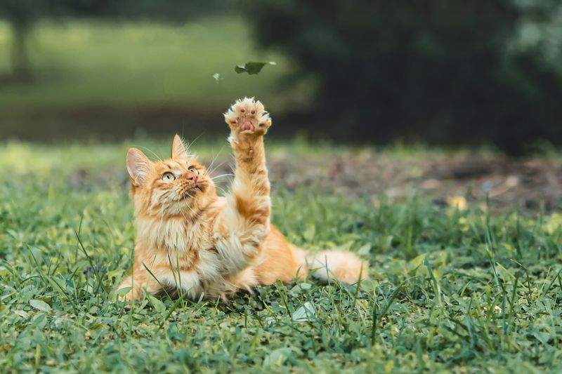 株式会社ねこみらい 12