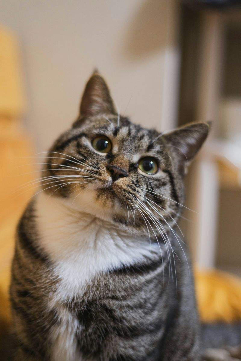 株式会社ねこみらい 14