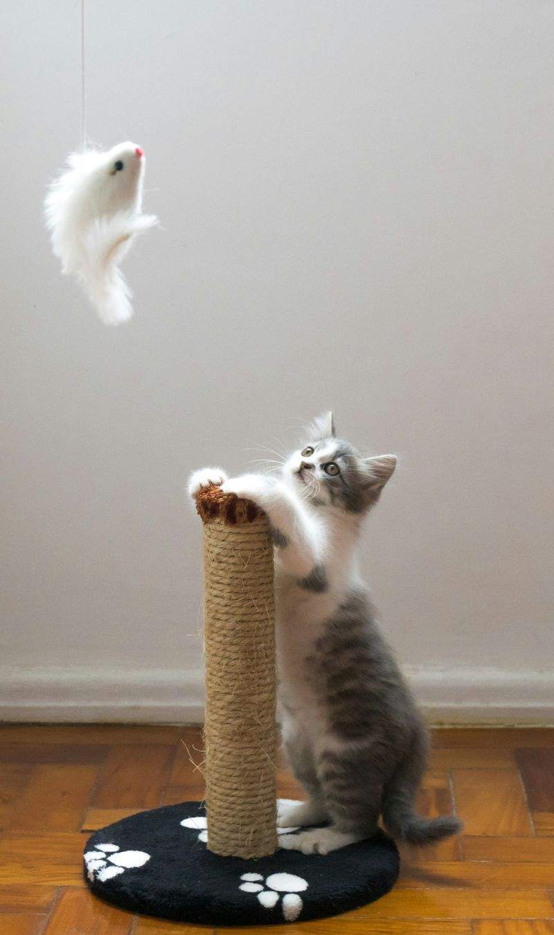 株式会社ねこみらい 5