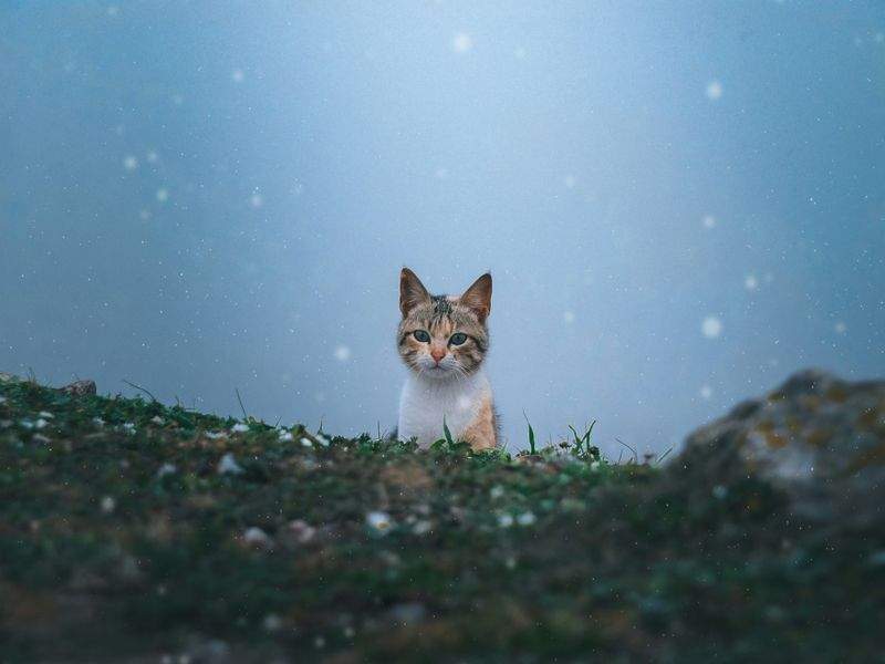 株式会社ねこみらい 9
