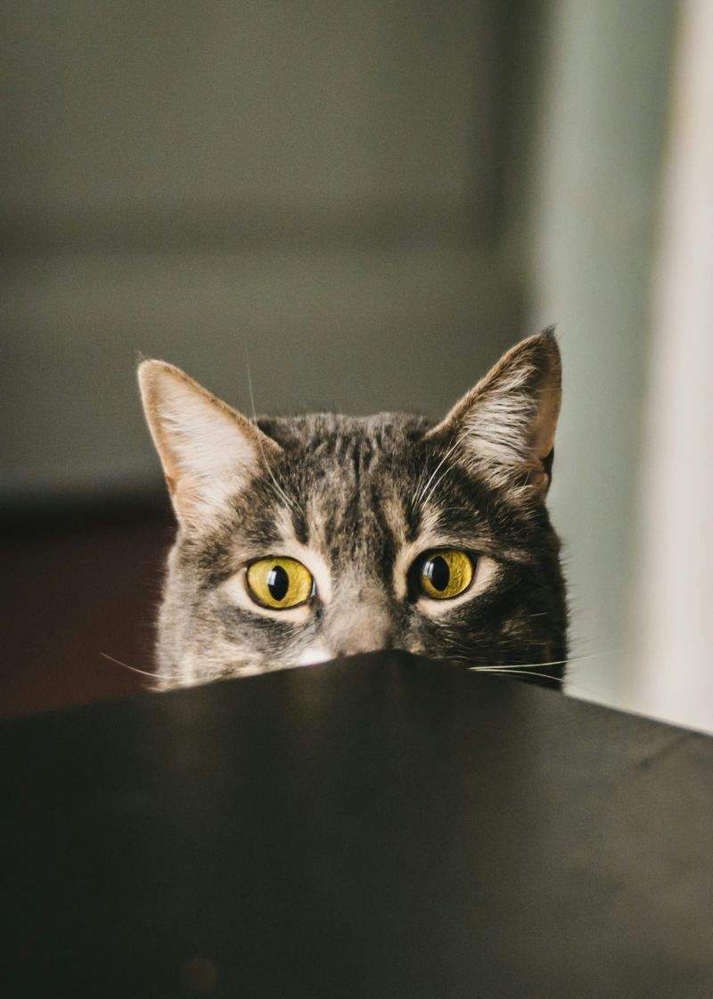 株式会社ねこみらい