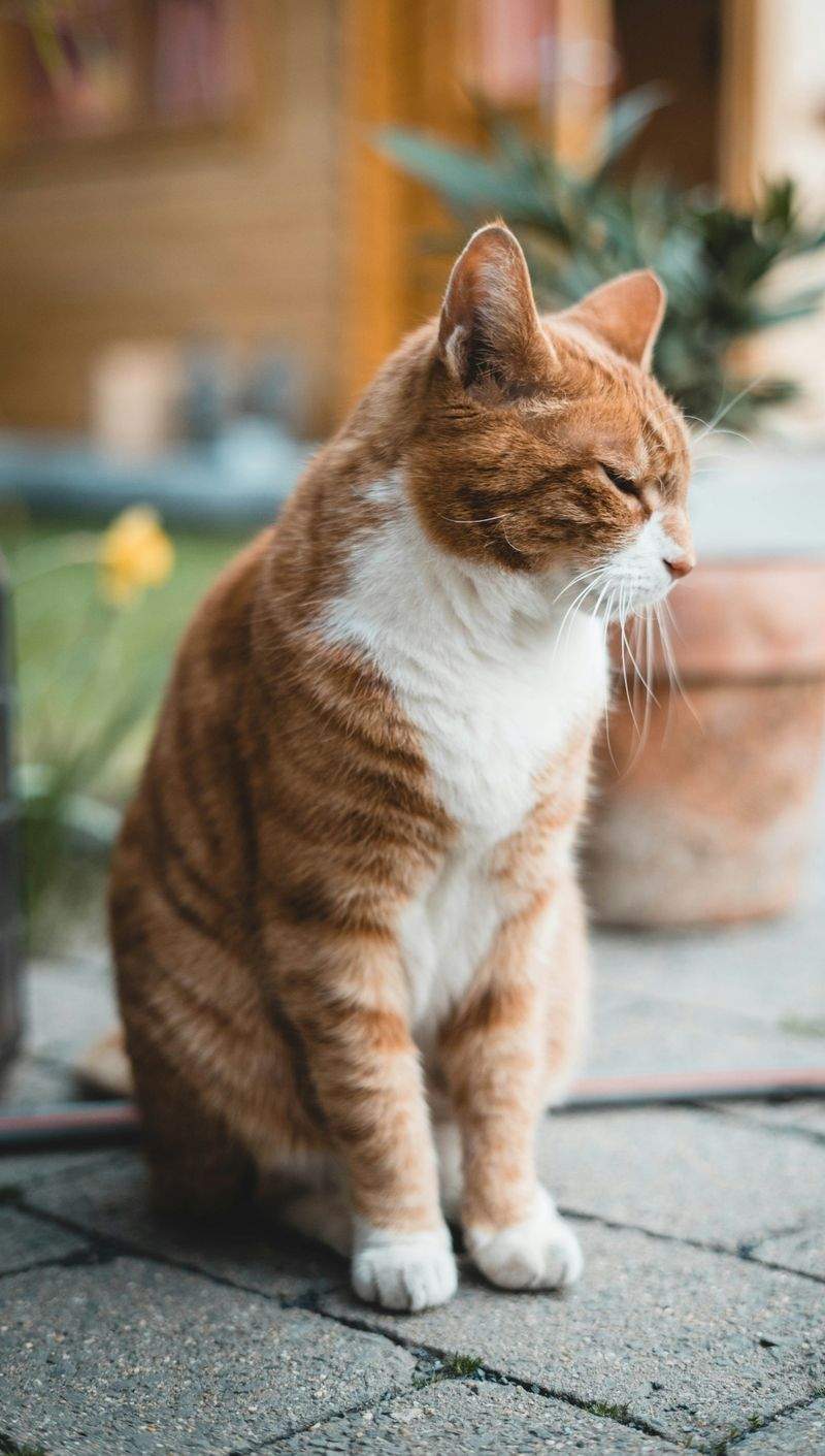 猫用品の企画・販売