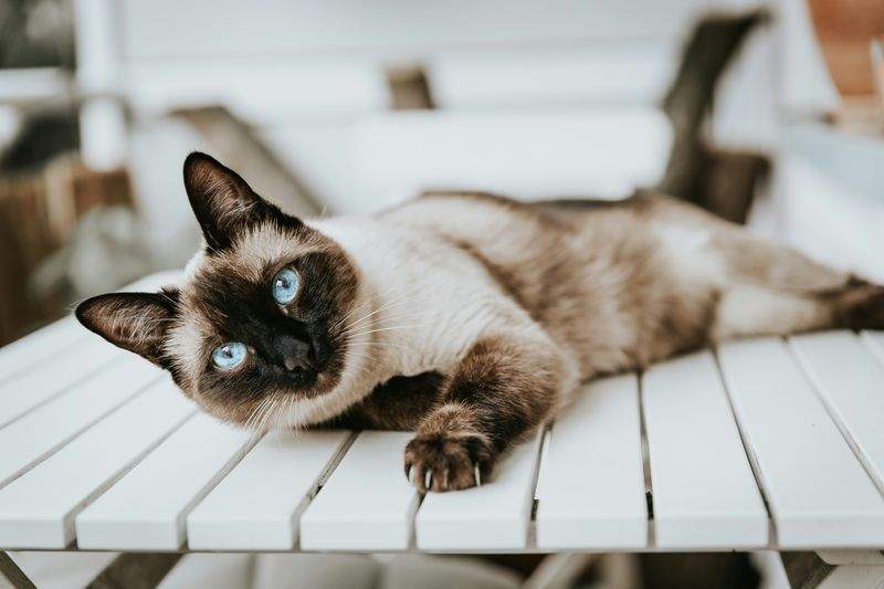保護猫向け生活用品の提案
